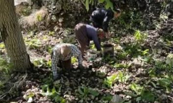 Kaş’ta Sütleğen’de ceviz hasadı başladı