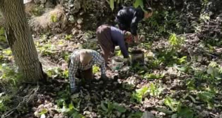 Kaş’ta Sütleğen’de ceviz hasadı başladı