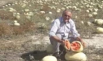 Dağ domuzu yerliyi seçti: Hayvanlar bile ithal tohumu yemiyor