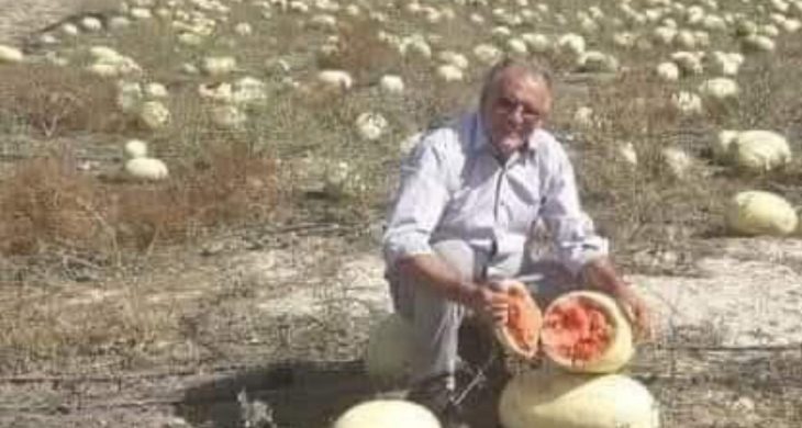 Dağ domuzu yerliyi seçti: Hayvanlar bile ithal tohumu yemiyor