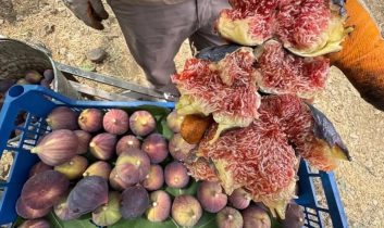 İbradı’da Bursa siyah inciri hasadında sona gelindi