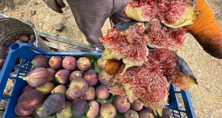 İbradı’da Bursa siyah inciri hasadında sona gelindi