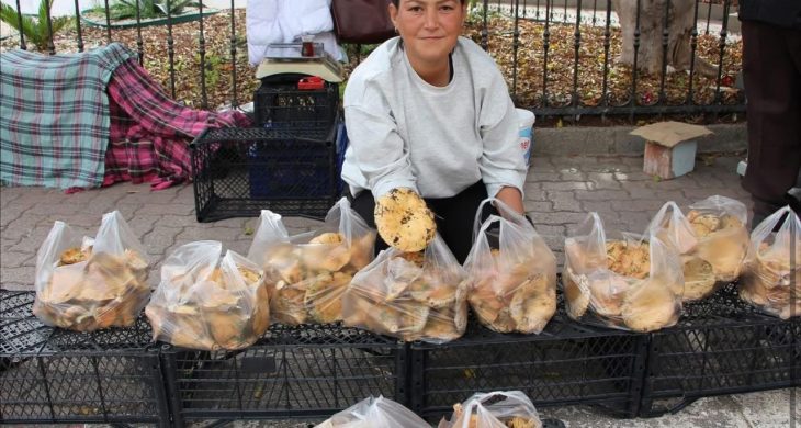 Kumluca’da sonbaharın bereketi: Kanlıca mantarları ekonomiye can veriyor
