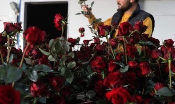 Elmalı Yaylası’nda Gül serasıyla tarımda yeni dönem