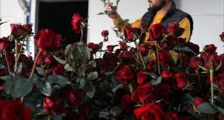 Elmalı Yaylası’nda Gül serasıyla tarımda yeni dönem