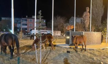 Ardahan’da yılkı atları şehre indi