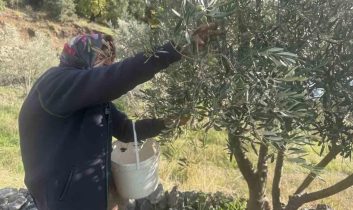 88’lik Emine nine zeytin hasadında rekor kırıyor