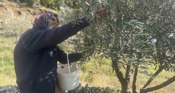88’lik Emine nine zeytin hasadında rekor kırıyor