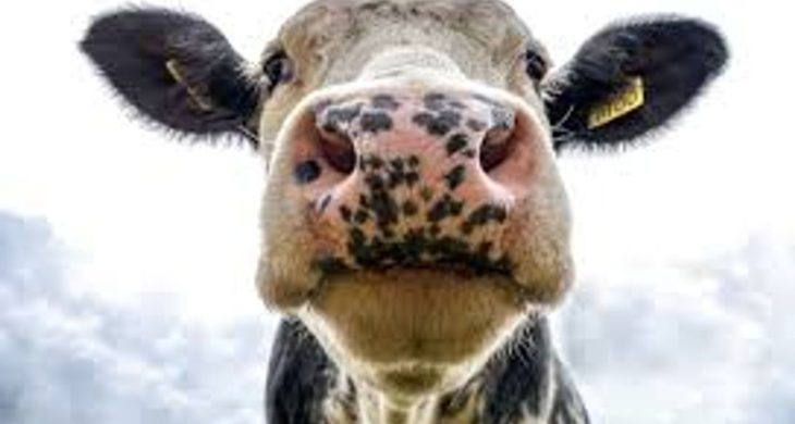 Şap hastalığına karşı aşılamada başarı: 24 ilde hayvan pazarları yeniden açıldı