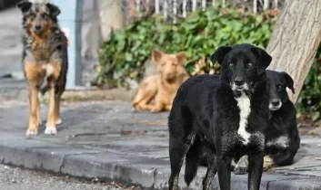 İngiltere’den tehlikeli köpek ırklarına yeni düzenleme