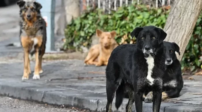 İngiltere’den tehlikeli köpek ırklarına yeni düzenleme