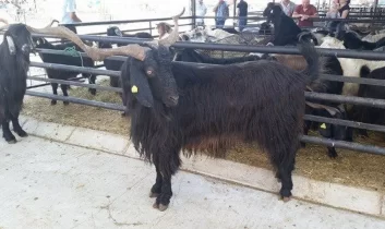 Isparta’da Kurbanlık hareketliliği başladı