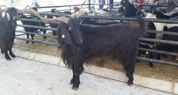 Isparta’da Kurbanlık hareketliliği başladı