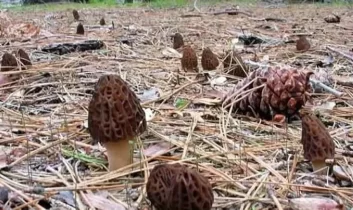 Isparta’da kuzu göbeği sezonu başladı