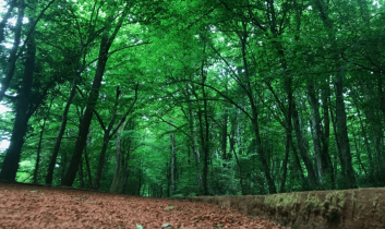 Orman Genel Müdürlüğü 496 sözleşmeli personel için başvuru sürecini başlattı