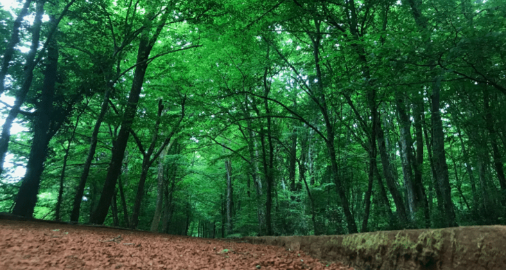 Orman Genel Müdürlüğü 496 sözleşmeli personel için başvuru sürecini başlattı