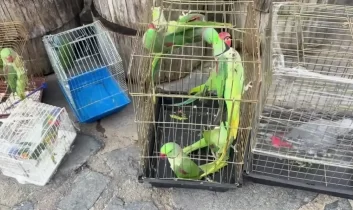 İstanbul’da 39 papağan petshop denetiminde ele geçirildi