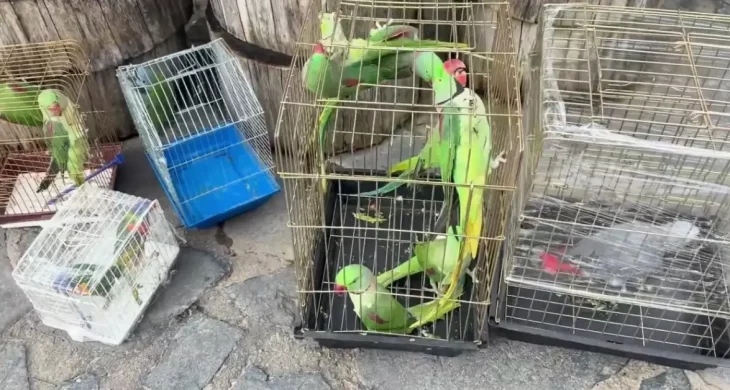 İstanbul’da 39 papağan petshop denetiminde ele geçirildi