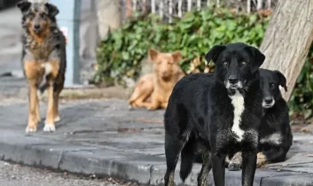 İstanbul’da sokak köpeklerinin toplanması için süre verildi