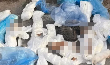 İzmir’de vahim olay: Çöp konteyneri yanında 33 kedi ölü bulundu