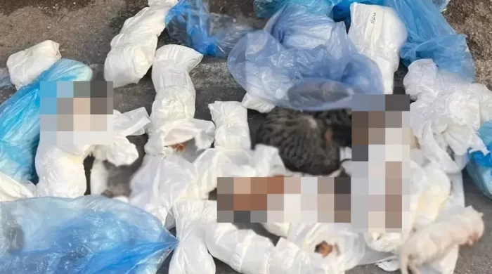 İzmir’de vahim olay: Çöp konteyneri yanında 33 kedi ölü bulundu