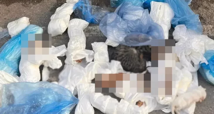 İzmir’de vahim olay: Çöp konteyneri yanında 33 kedi ölü bulundu