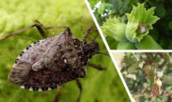 Giresun’da kahverengi kokarca ile kışlak seferberliği başladı