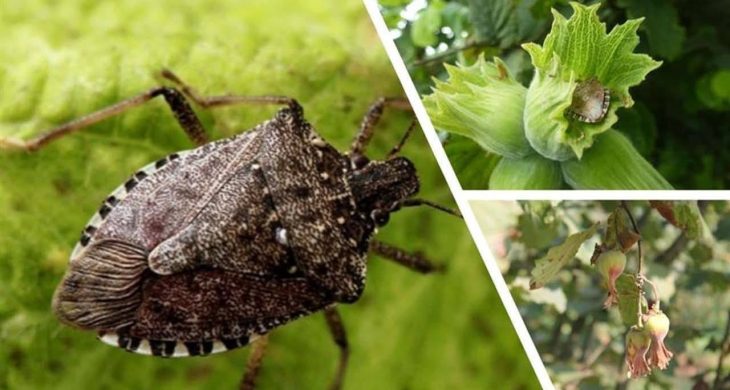 Giresun’da kahverengi kokarca ile kışlak seferberliği başladı