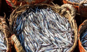 Karadeniz’de hamsi bereketi devam ediyor