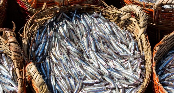Karadeniz’de hamsi bereketi devam ediyor
