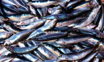 Karadeniz’de hamsi bereketi: Ordulu balıkçılar limana dolu ağlarla döndü