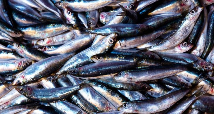 Karadeniz’de hamsi bereketi: Ordulu balıkçılar limana dolu ağlarla döndü