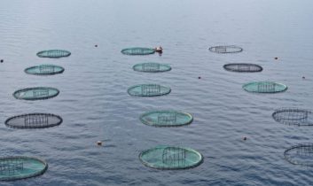 Karadeniz’den 31 ülkeye 278 milyon dolarlık su ürünü ihracatı