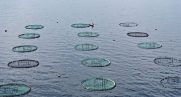 Karadeniz’den 31 ülkeye 278 milyon dolarlık su ürünü ihracatı