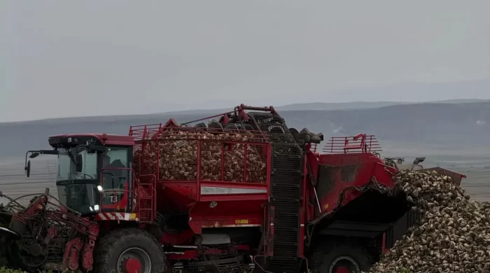 Kars Akyaka’da çiftçiler şeker pancarı başladı