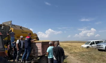 Kars’ta Ata tohumu kavılca’da hasat bereketi