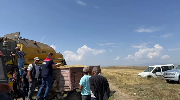 Kars’ta Ata tohumu kavılca’da hasat bereketi