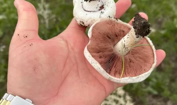 Kars’ta yağmurlar mantar sezonunu müjdeledi