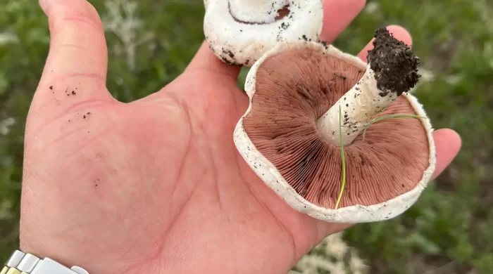 Kars’ta yağmurlar mantar sezonunu müjdeledi
