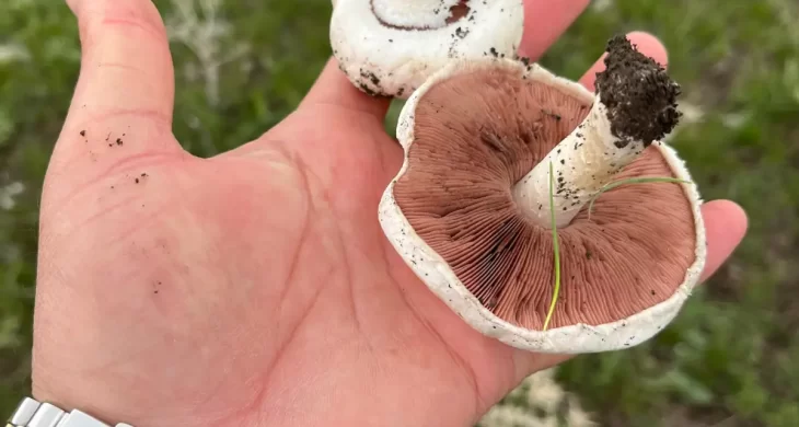 Kars’ta yağmurlar mantar sezonunu müjdeledi