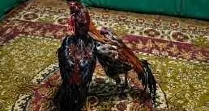 Kars’ta horoz dövüşü ve kumar operasyonu: 23 kişiye ceza yağdı