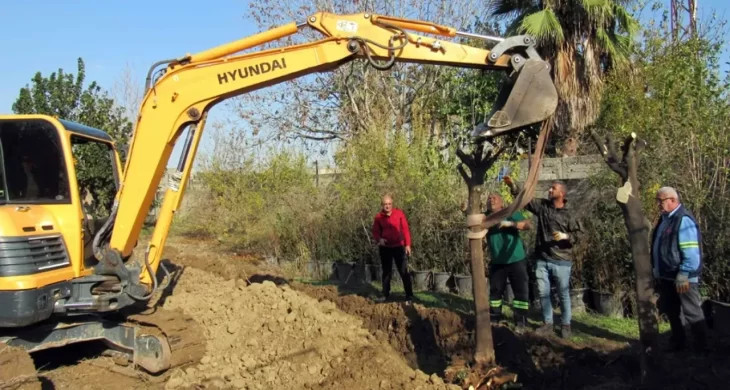 Kavşak düzenlemesi çalışmalarında ağaç kesimi yok, ağaç nakli var…