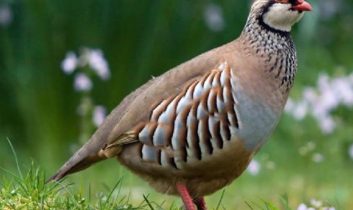 Keneyle mücadelede keklik takibi başladı