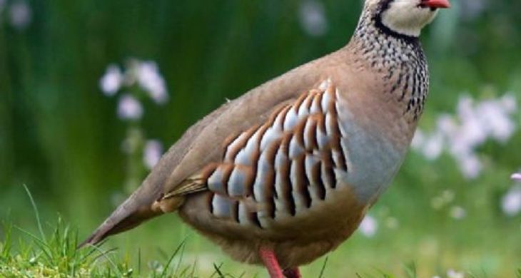 Keneyle mücadelede keklik takibi başladı