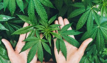 Kenevir yetiştiriciliğinde yeni dönem