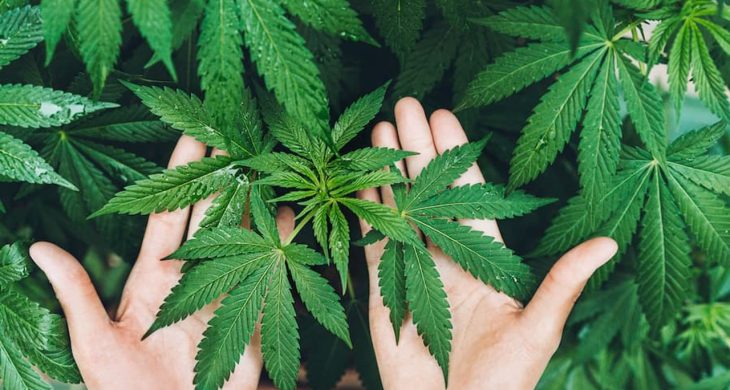 Kenevir yetiştiriciliğinde yeni dönem