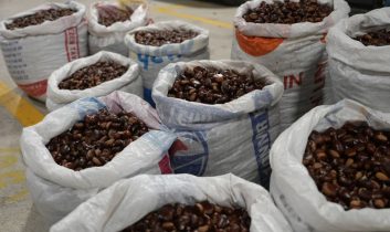 Coğrafi işaretli “Düzce Kuzu Kestane” pazarda satışta