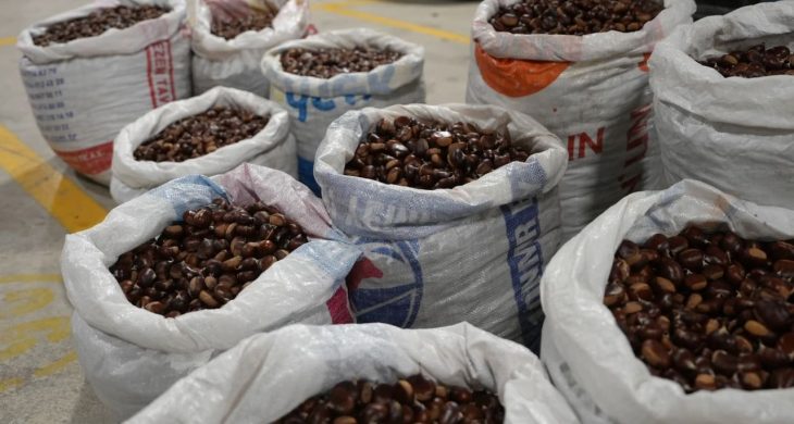 Coğrafi işaretli “Düzce Kuzu Kestane” pazarda satışta