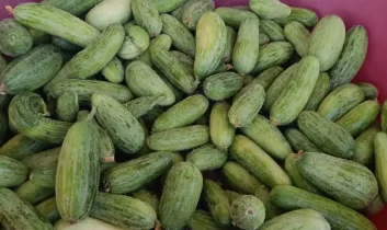Kilis Mutfağının vazgeçilmez lezzeti: Tüylü acur