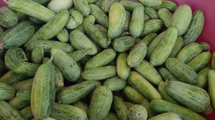 Kilis Mutfağının vazgeçilmez lezzeti: Tüylü acur